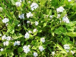 Myosotis decumbens flowering on meadow