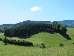 green forest on hill