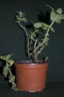 green mint in a brown pot