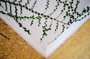 green climbing plant on white wall