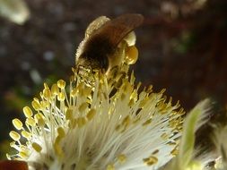process of pollination