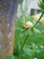 white crab sprider