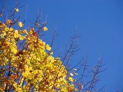 golden autumn foliage against a bright blue sky