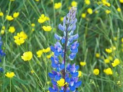 wonderful blue lupine flower