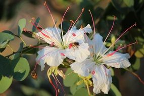 White flowers on plants in the garden