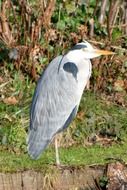 heron bird outdoors