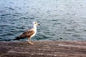 seagull on a wooden deck near the water