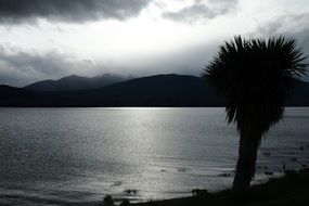 Grey photo of palm on a beach