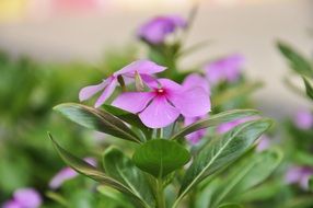 plant with pale purple flowers close up