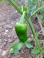 green peppers in the garden