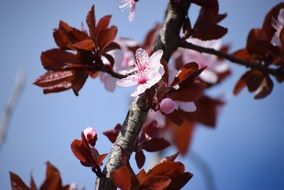 Blooming tree branch with pink flowers and red leaves