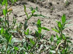 polygonum aviculare, common knotgrass on soil