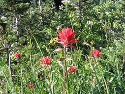red tall flowers among the grass