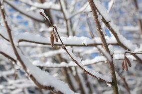 tree branches covered by snow