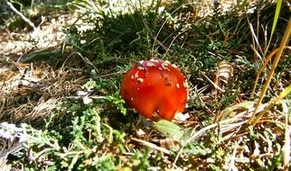 mushrooms amanita muscaria