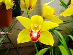 yellow orchid in spring