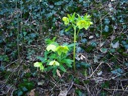 hellebore or wintery