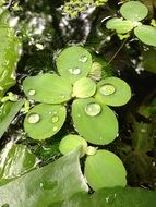 Green plants on water