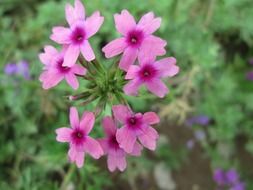 pink tender flower petals