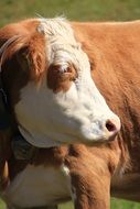 Cows in nature close-up