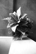 potted plant on table at wall, black and white