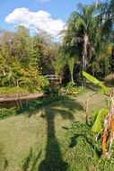 tropical garden on a sunny day