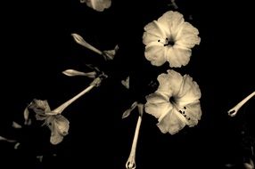 flowers in the garden, Black and white