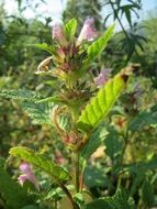 common hemp-nettle flower