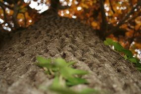tree bark on trunk in autumn