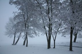 landscape of snowy winter forest trees