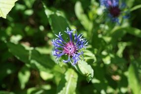 Blue cornflower in spring