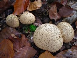 puffballs in the forest