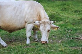 cow posture in Austria