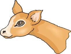 deer head drawing