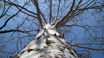 wonderful big tree