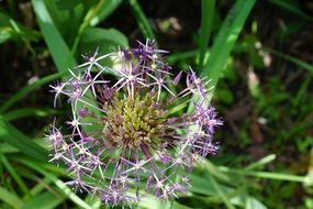 leek flower