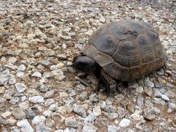 turtle on cobblestones