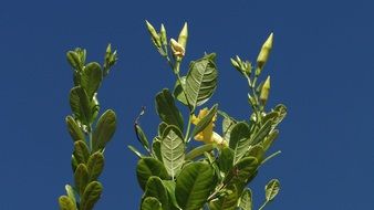 extraordinary beautiful garden plant
