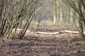 deer in the middle of the wood