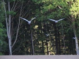 pigeons fly under green trees
