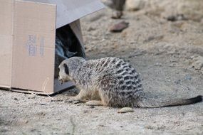 meerkat near the paper box