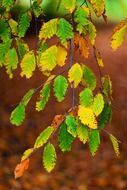 autumn beech foliage