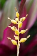Macro photo of the beautiful yellow flowers at blurred background