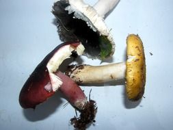 russulas mushrooms