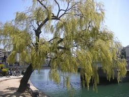 landscape of green willow tree over the lake