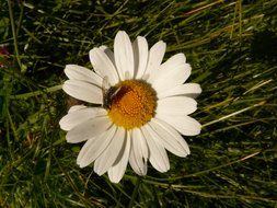 Fly on a camomile