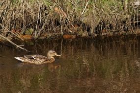 duck in nature