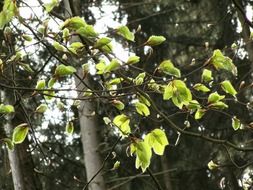 young shoots on beech branches