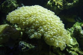 green corals in the water