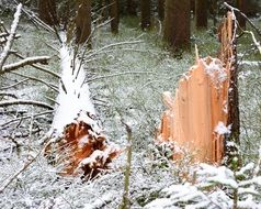 Broken tree in winter forest close-up